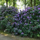 Schloss Wolfsgarten: Das Rhododendron - Paradies