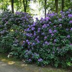 Schloss Wolfsgarten: Das Rhododendron - Paradies