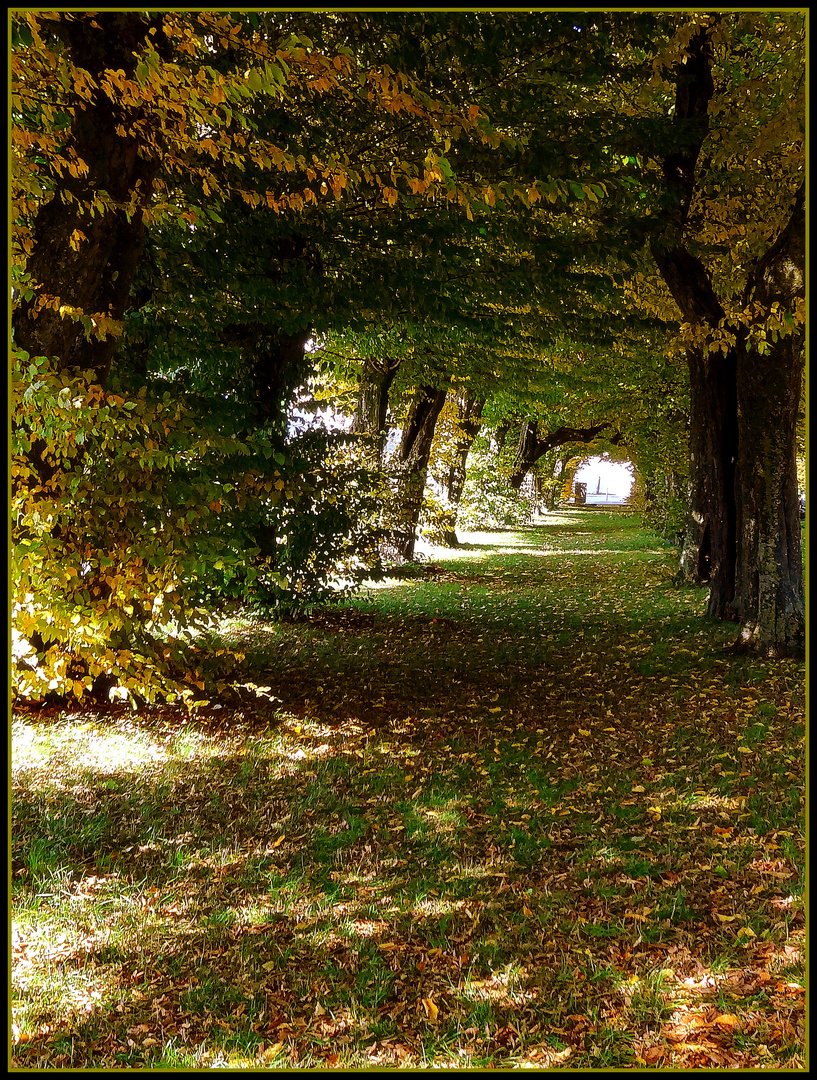 schlossallee laupheim im herbst