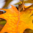 Schlossberg_im_Herbst