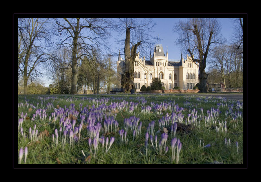 SchlossEvenburgKrokusse