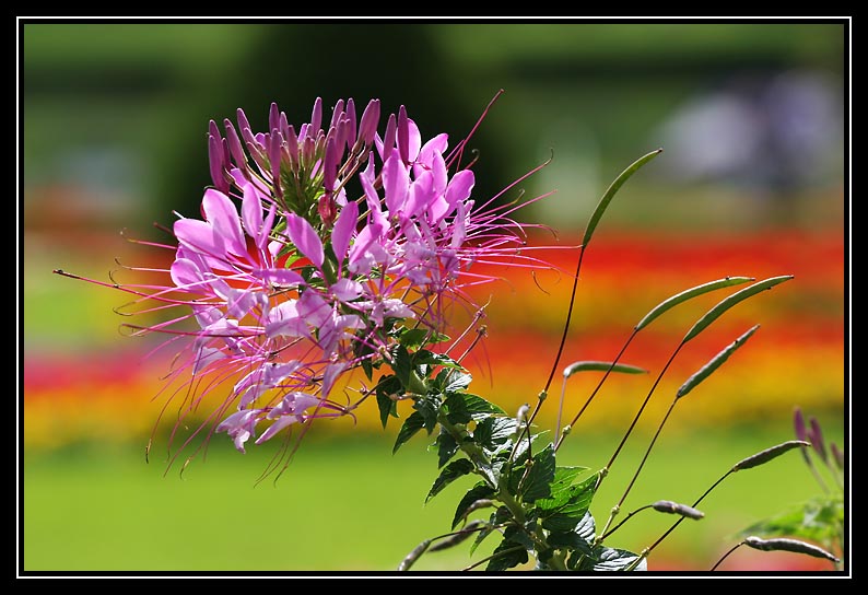 Schlossgarten #1