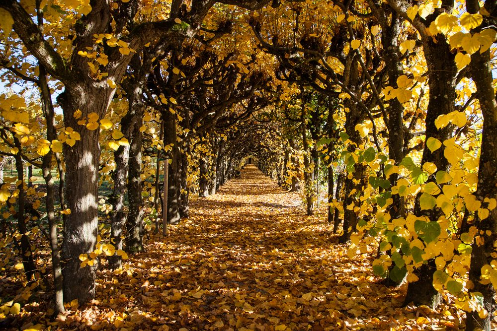 Schlossgarten Dachau