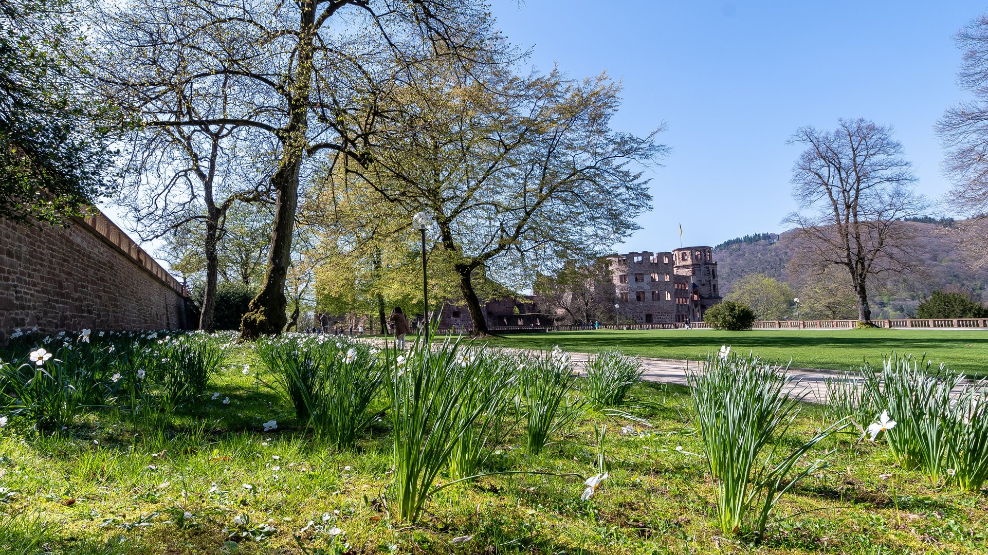 Schlossgarten Heidelberg im Frühling