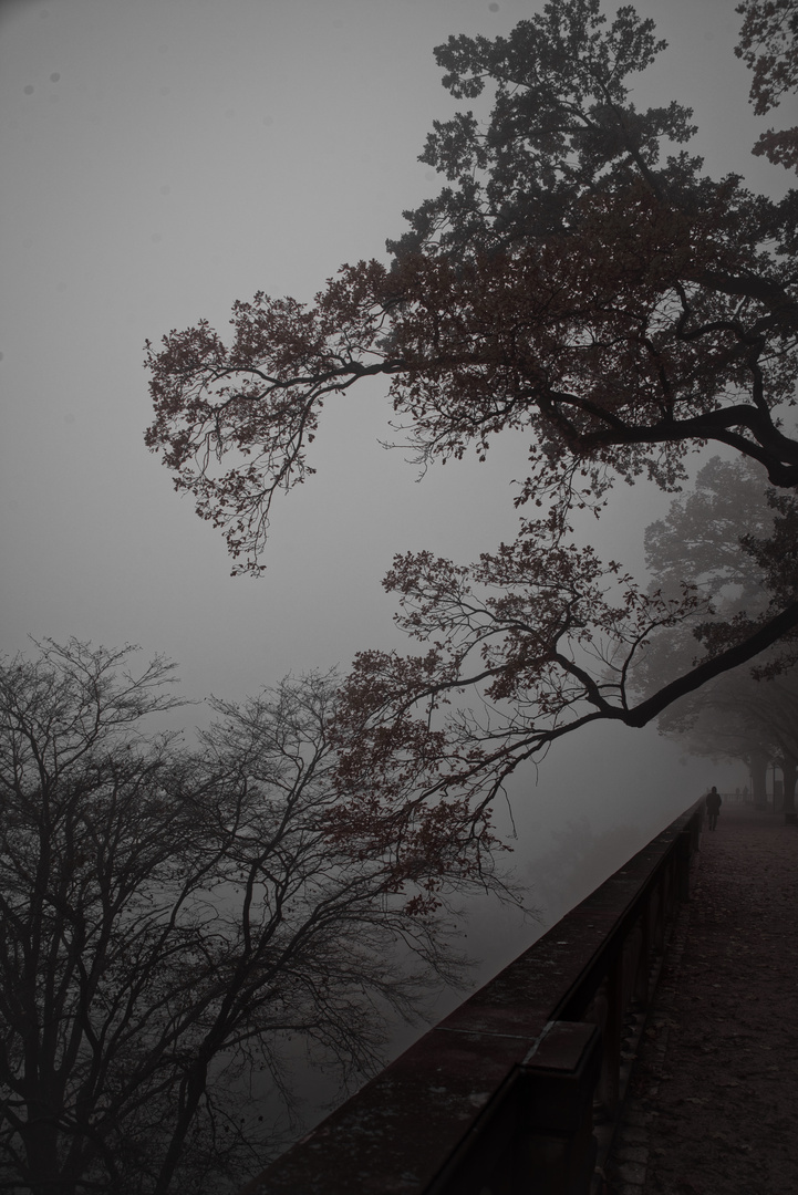 Schlossgarten Heidelberg im Nebel