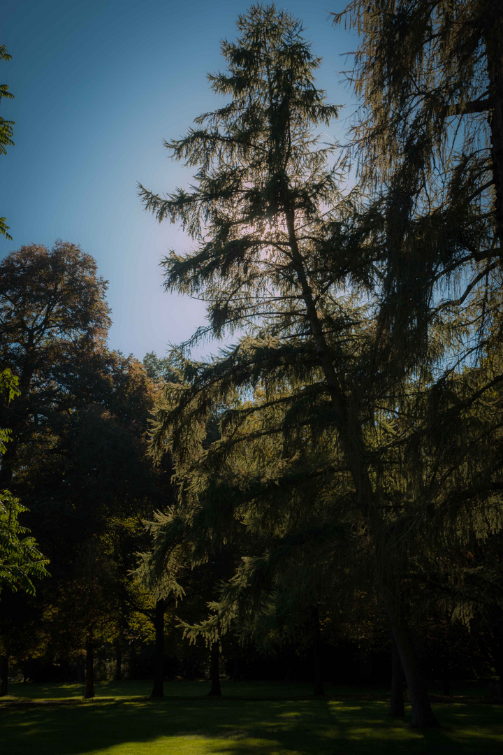 Schloßgarten Karlsruhe - Baum im Licht