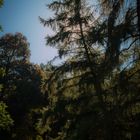 Schloßgarten Karlsruhe - Baum im Licht