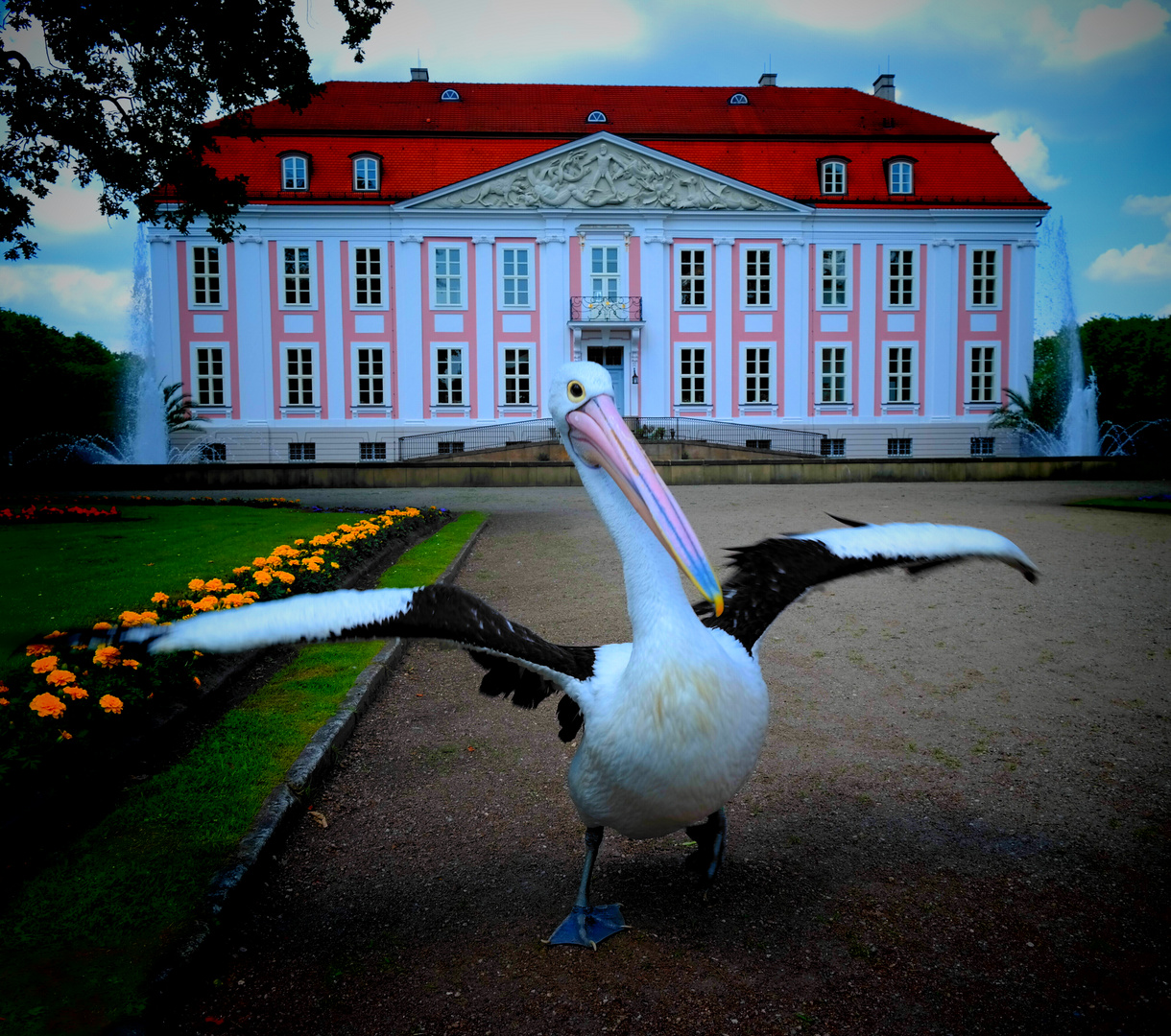 Schlossgarten Pelikan