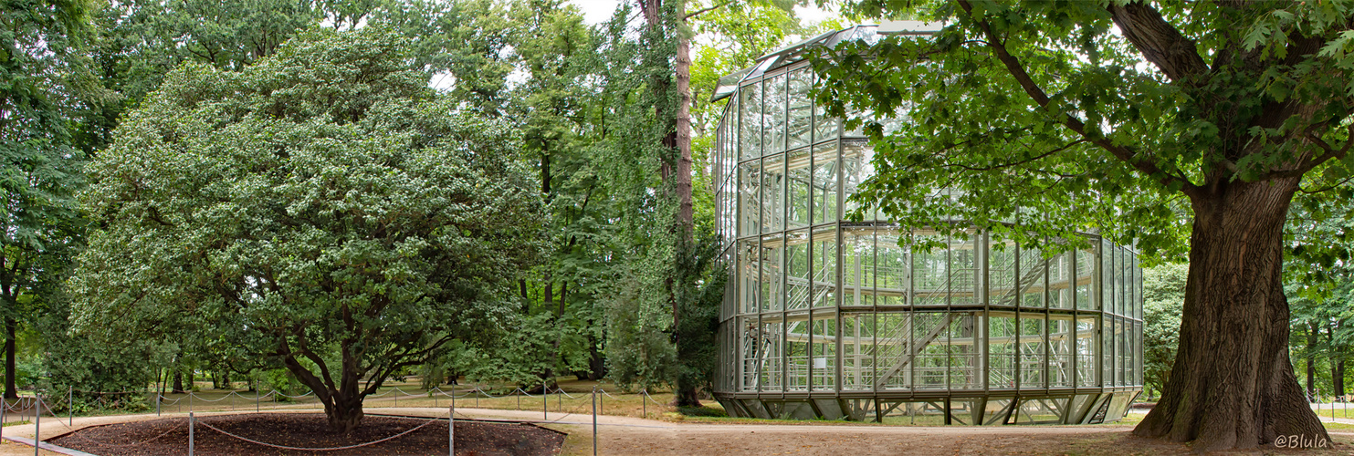 Schloßgarten Pillnitz, Kamelie und ihr Glashaus