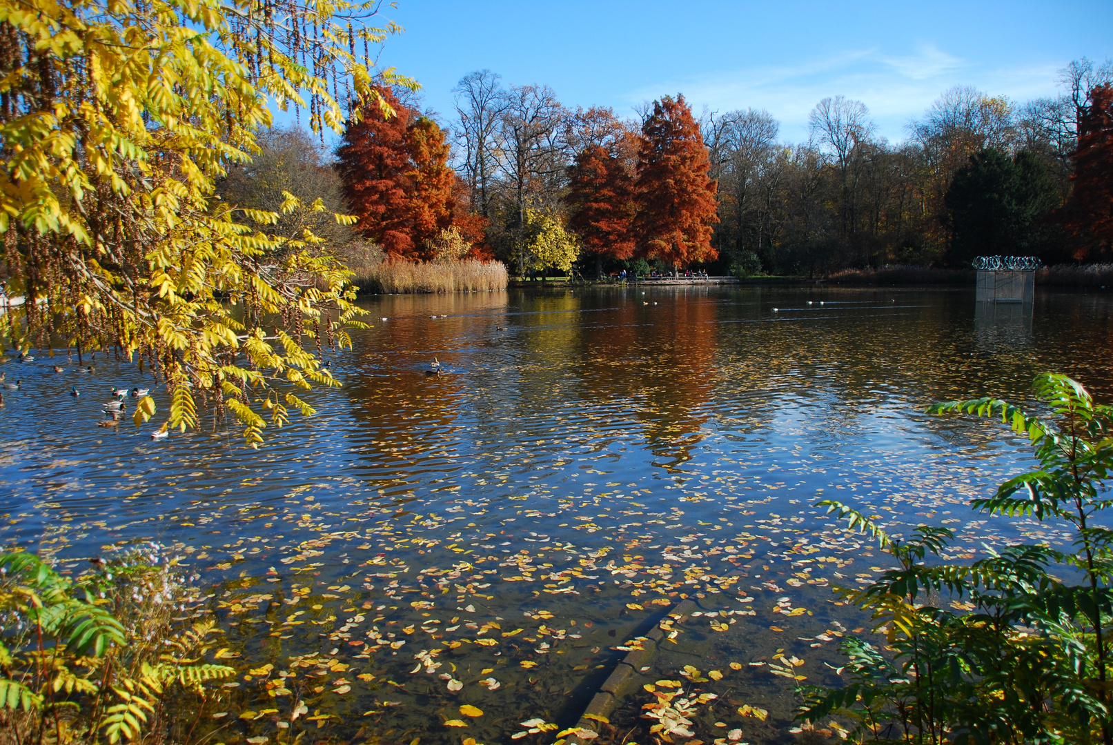 Schloßgartensee Karlsruhe