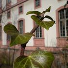 Schlossgeschichten - "Sir Efeu auf dem Weg nach oben"