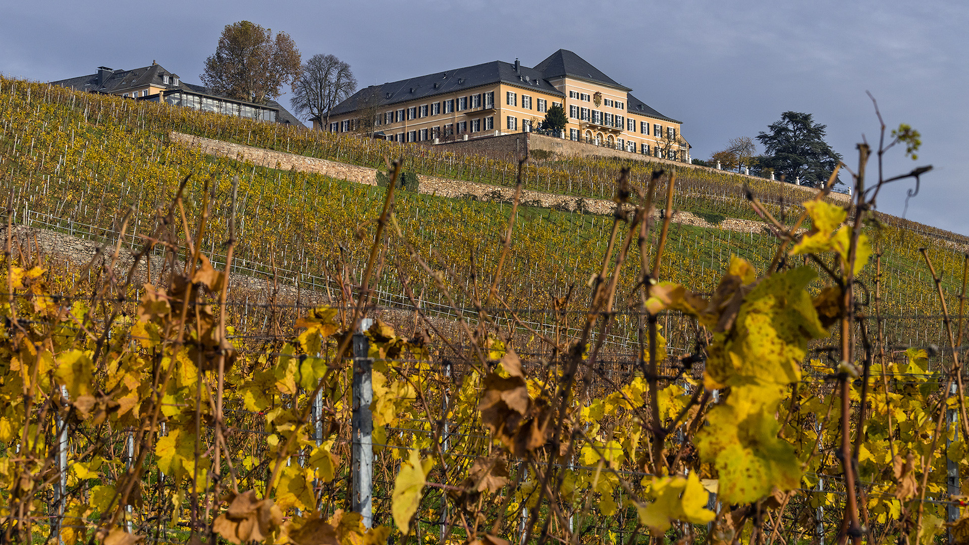 Schlossgut Johannisberg (Rheingau)