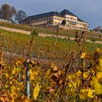 Schlossgut Johannisberg (Rheingau)