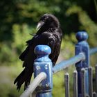 Schloßherr in Eutin - ein schöner schwarzer Rabe