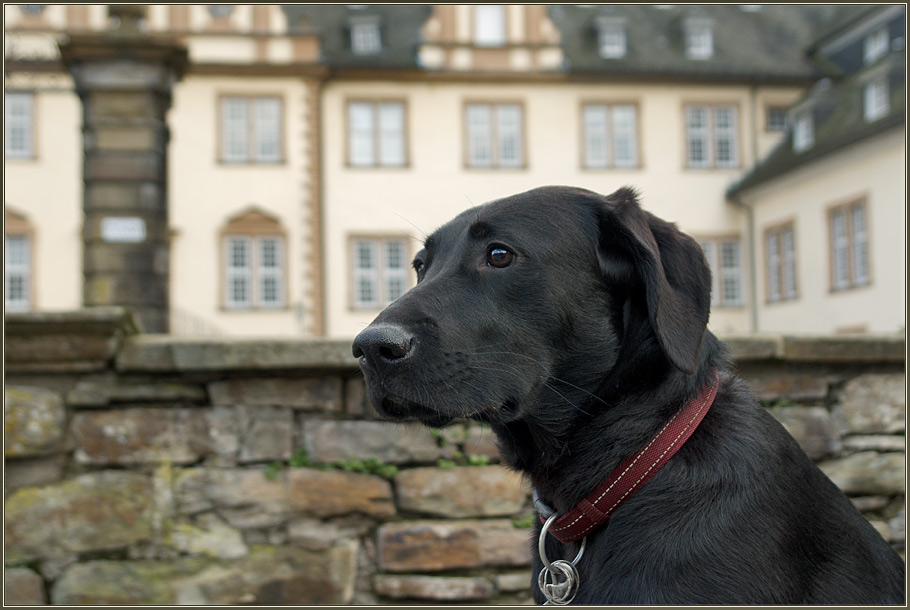 Schlosshund