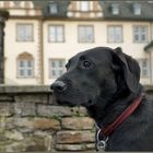 Schlosshund