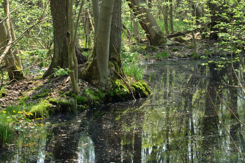 Schloßkoppel Neustrelitz