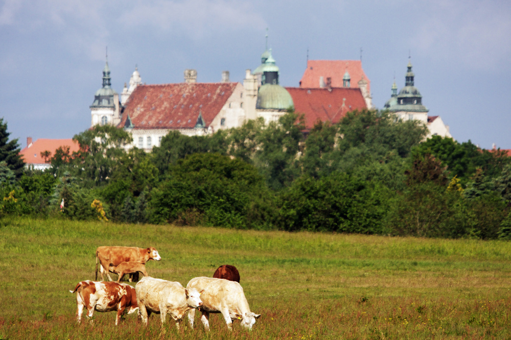 Schlosskühe