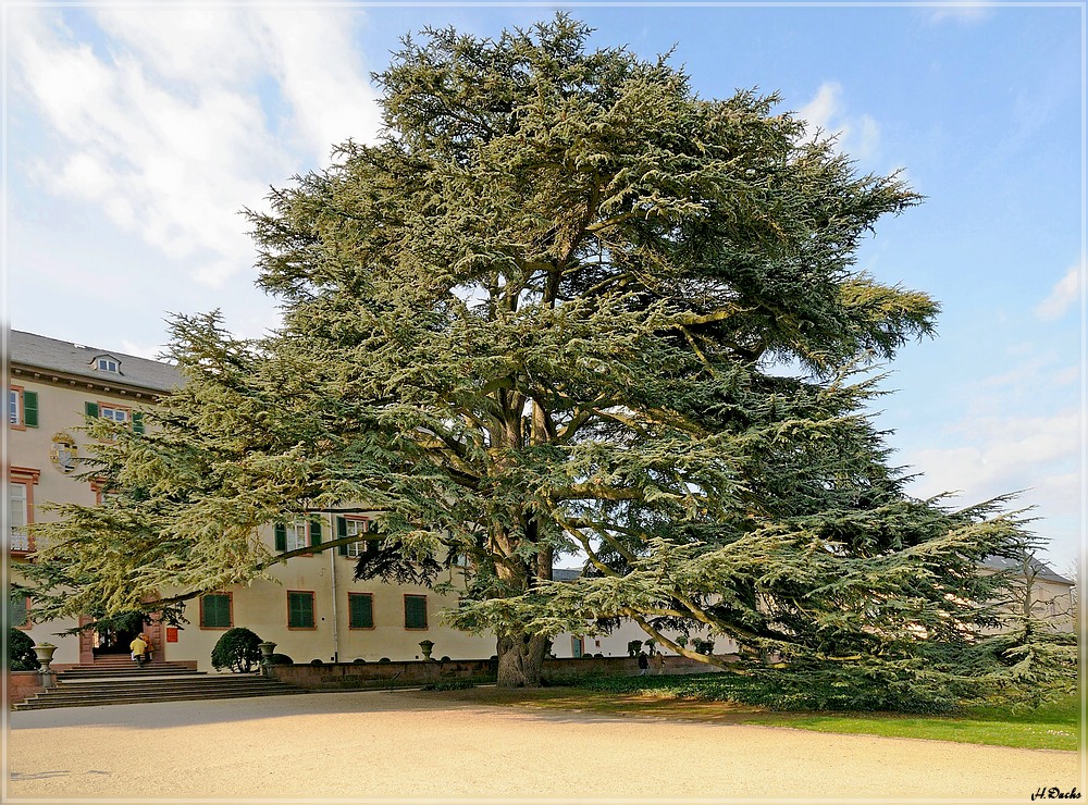 Schlosspark Bad Homburg Libanon-Zeder Foto & Bild ...