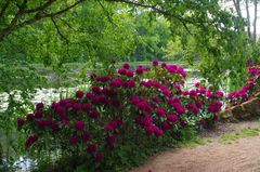 Schlosspark Dennenlohe (1)