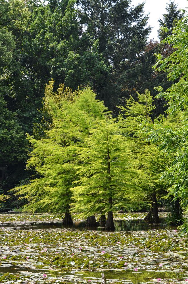 Schlosspark Dennenlohe - Nr. 13