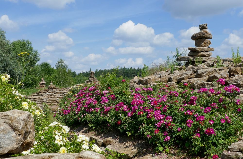 Schlosspark Dennenlohe - Rosenzeit Nr.2