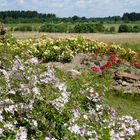 Schlosspark Dennenlohe - Rosenzeit Nr.3