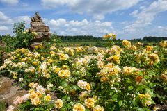 Schlosspark Dennenlohe - Rosenzeit Nr.5