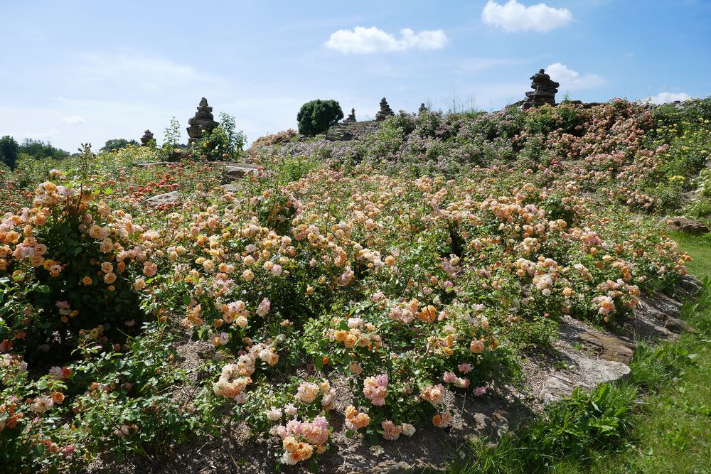 Schlosspark Dennenlohe - Rosenzeit Nr.6