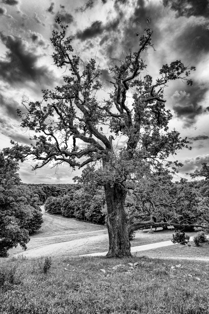 Schlosspark Ettersburg 04