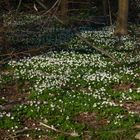 Schlosspark Falkenlust