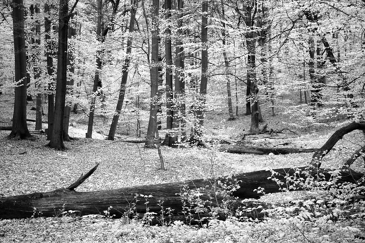 Schloßpark Glienicke, Berlin II