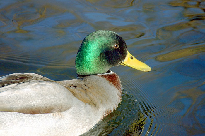 Schloßpark Glienicke - Daffy