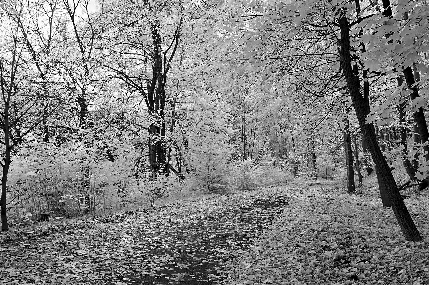 Schloßpark Glienicke I