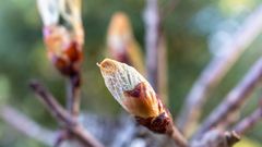 Schlosspark Herten - macht sich Schick, jedes Jahr auf's Neue