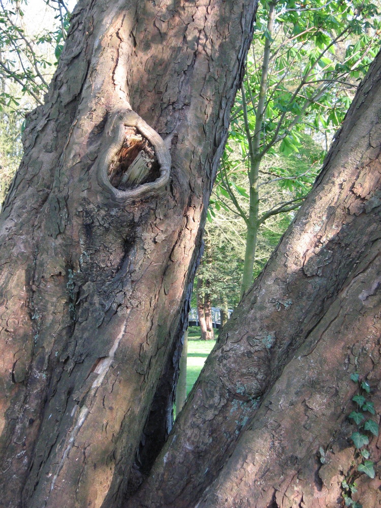 Schloßpark im April 2007