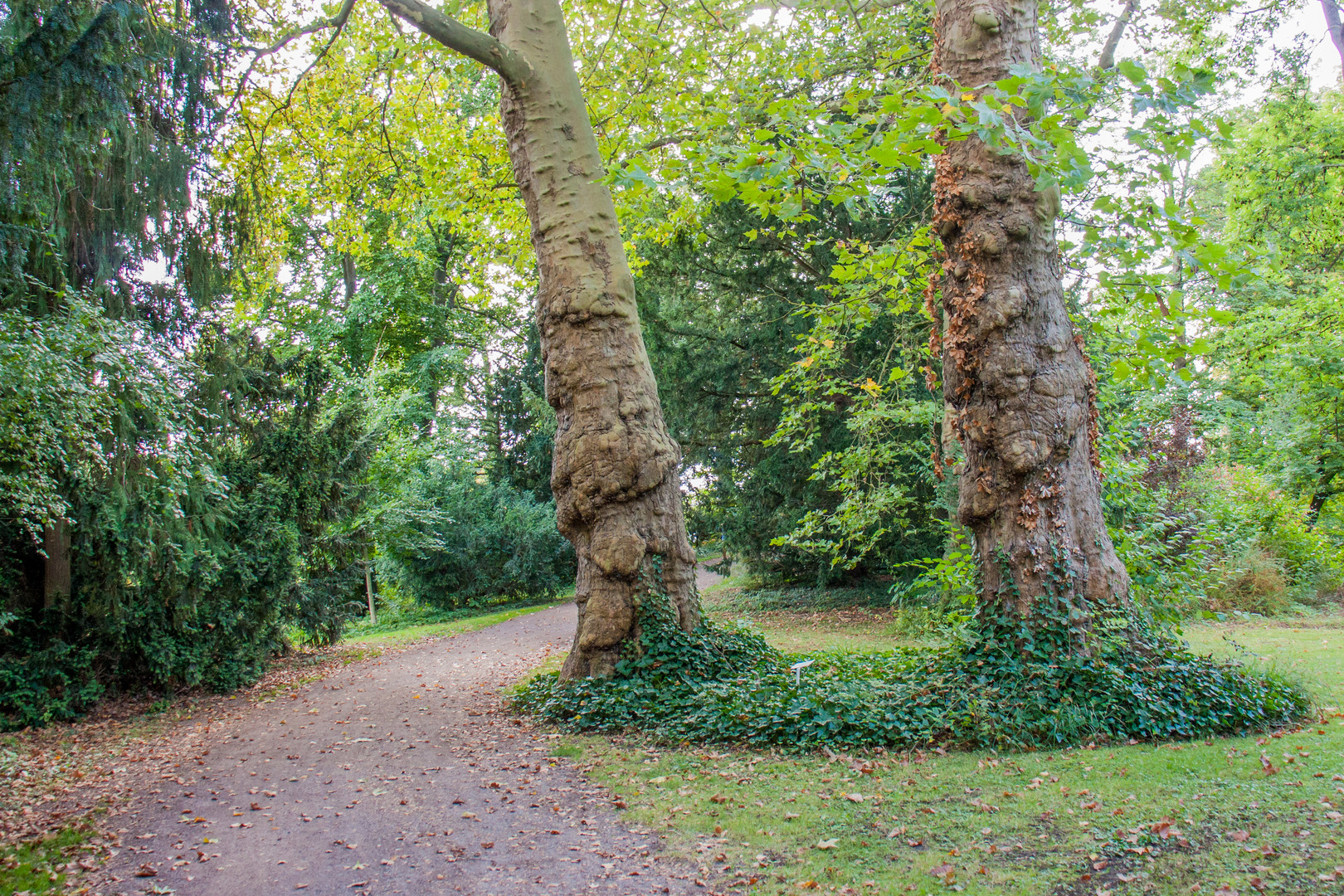 Schlosspark in Kirchheimbolanden