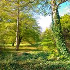 Schlosspark Kirchheimbolanden im Herbst