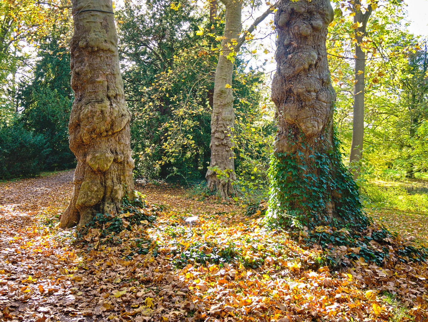 Schlosspark Kirchheimbolanden im Herbst