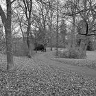 Schlosspark Kirchheimbolanden im Winter