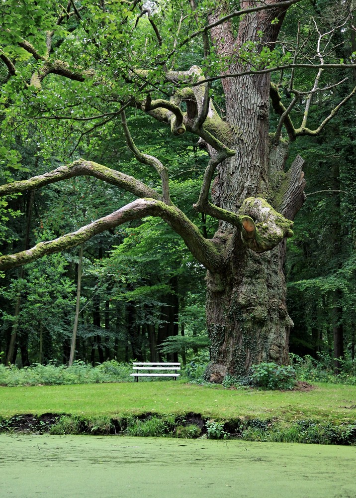 Schlosspark Ludwigslust, Juli 2009