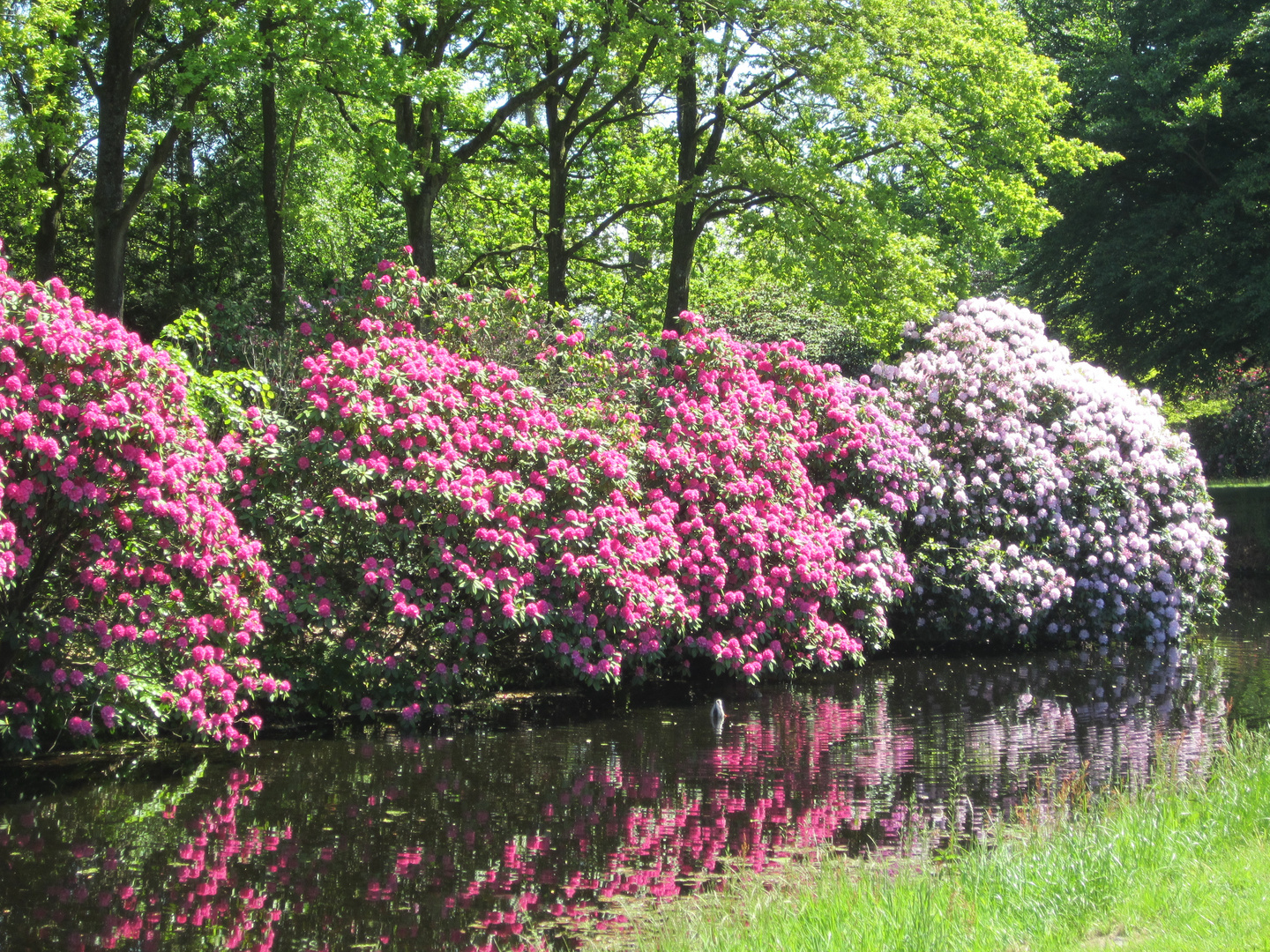 Schlosspark Lütetsburg 1