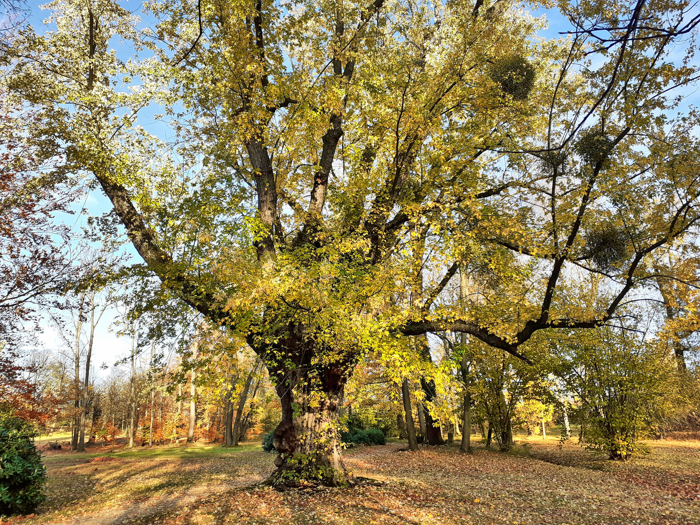 Schlosspark mit Einzelbaum