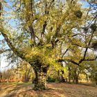 Schlosspark mit Einzelbaum