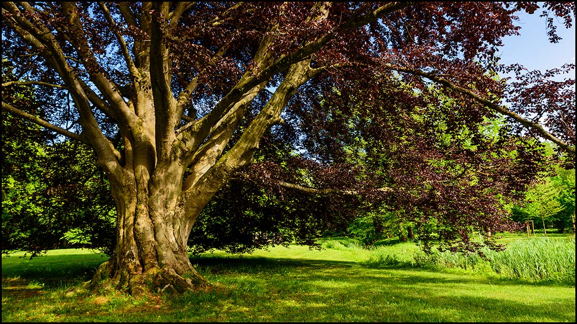 Schlosspark Pansevitz, Rotbuche #2