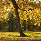 Schlosspark Philippsruhe Hanau im Herbst 