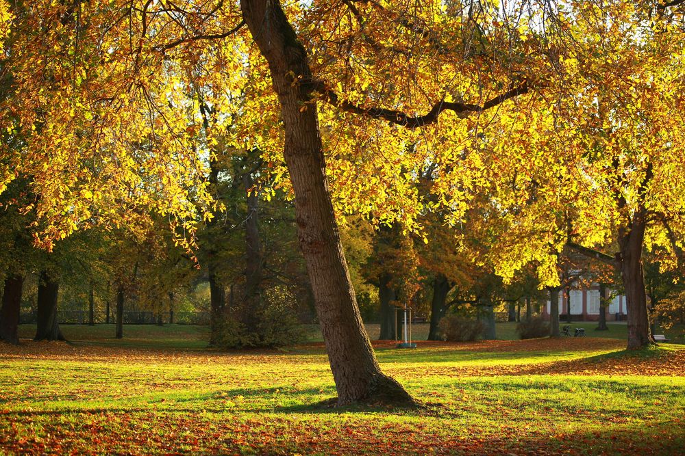 Schlosspark Philippsruhe Hanau im Herbst 