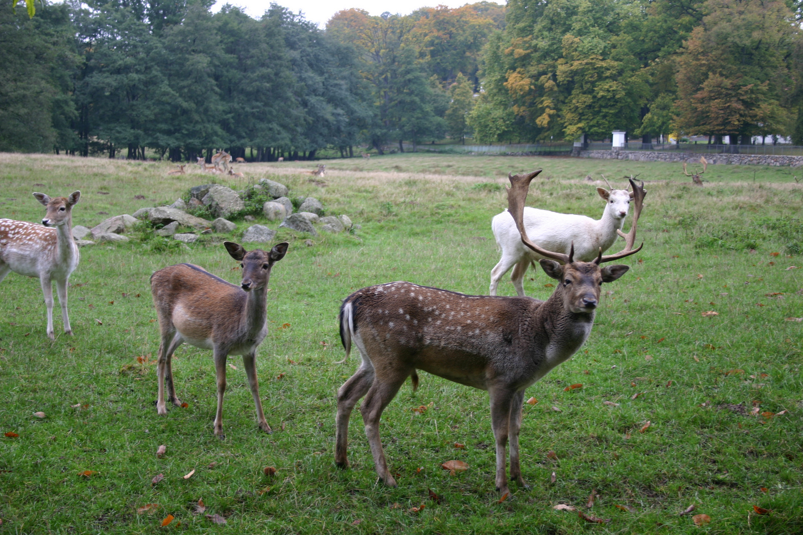 Schloßpark Putbus