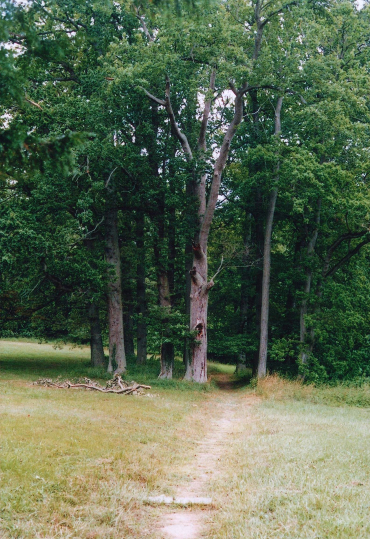 Schlosspark Putbus (Rügen)