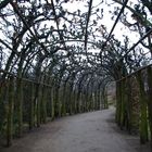 Schlosspark SansSouci - Laubengang